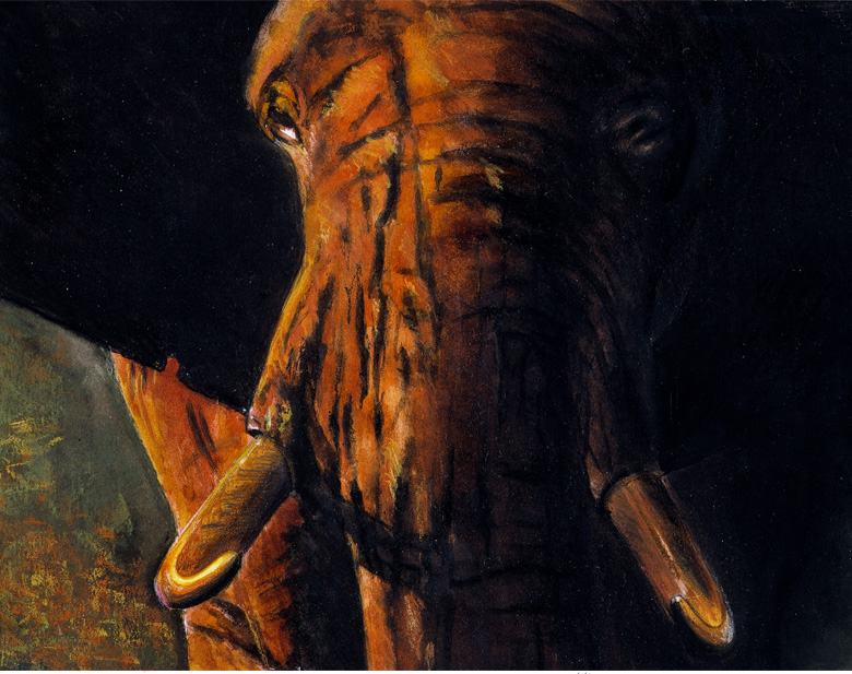 éléphant-Illustration animalière - Dominique Evangelisti