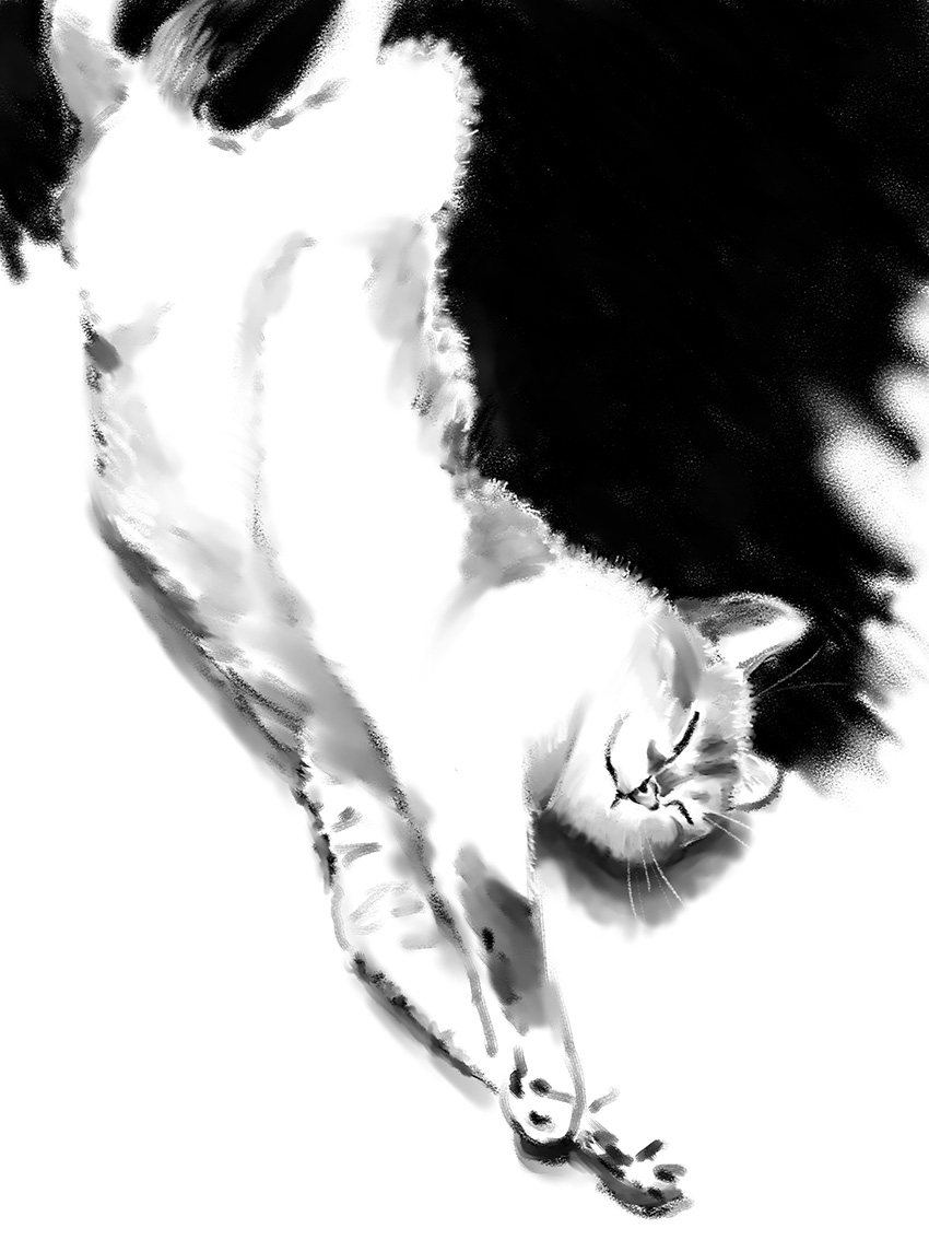 Chat-noir-blanc-Illustration animalière - Dominique Evangelisti