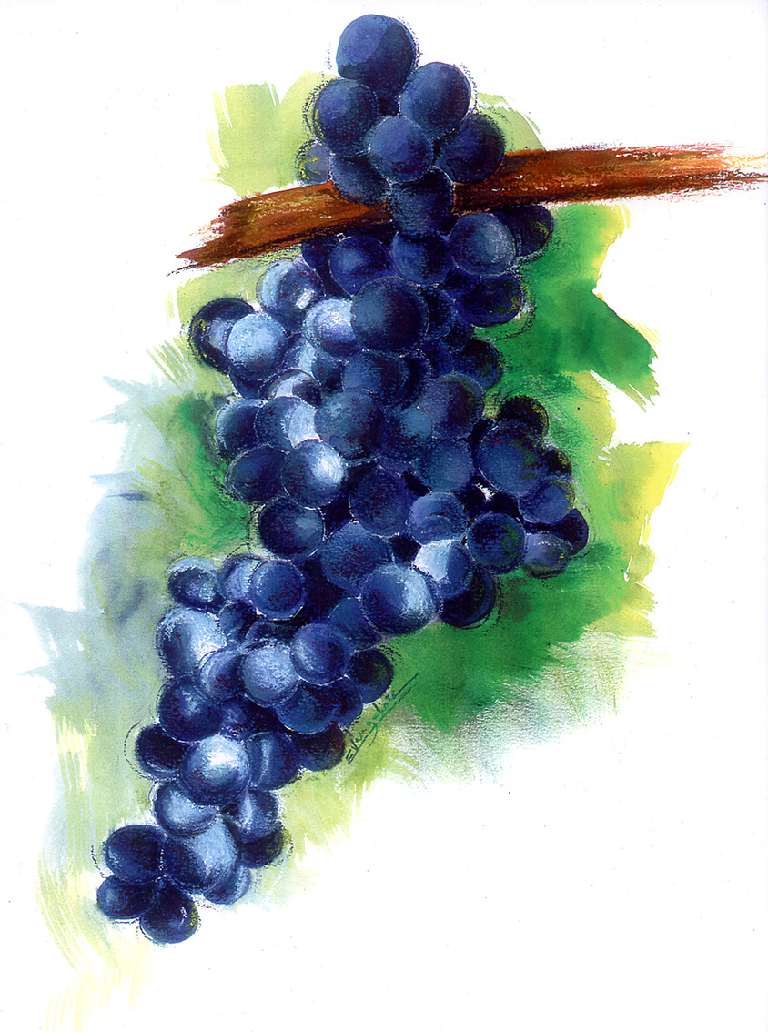 Illustrations culinaires-dessin-d'une grappe-de-raisins-encres-pastels-secs - Dominique Evangelisti